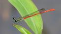 Telebasis filiola (Striped Firetail) male-2.jpg